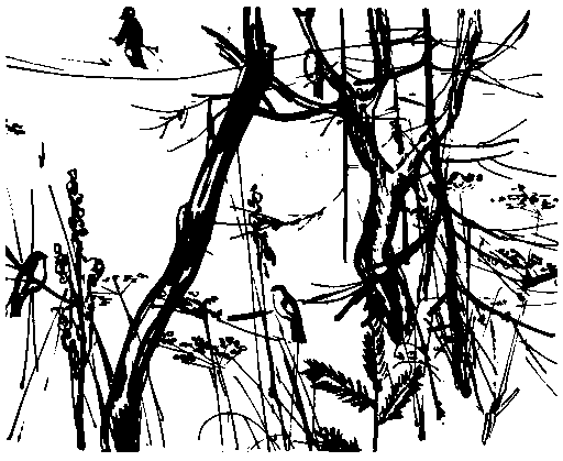 За грибным царем (сборник) (с илл.) pic_7.png