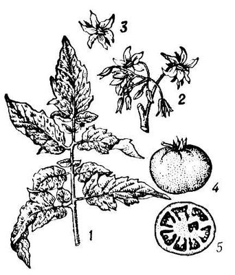 Большая Советская Энциклопедия (ТО) i010-001-268100442.jpg