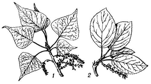 Большая Советская Энциклопедия (ТО) i010-001-264547599.jpg