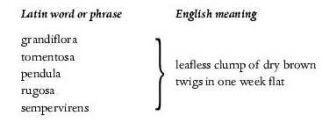 X-Treme Latin (Lingua Latina Extrema) pic_6.jpg