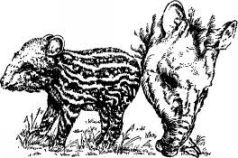 Поймайте мне колобуса (илл.) pic3.jpg