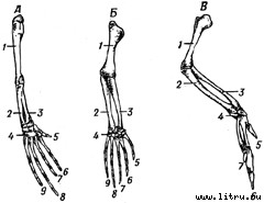 Православное мировоззрение и современное естествознание fig.151.jpg