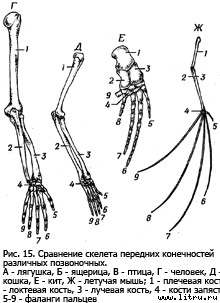 Православное мировоззрение и современное естествознание fig.152.jpg