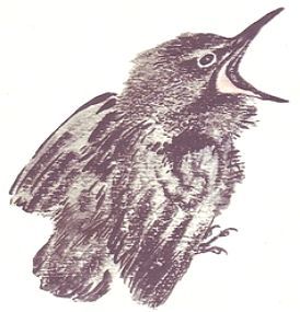 Почему Тюпа не ловит птиц (с илл.) i_013.jpg