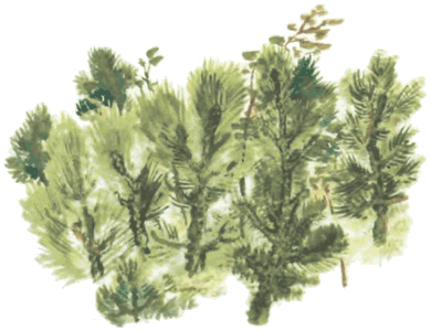 Тюпа, Томка и сорока i_015.png