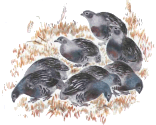 Тюпа, Томка и сорока i_031.png