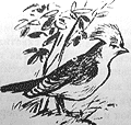 Томек среди охотников за человеческими головами pic54.png