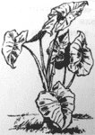 Томек среди охотников за человеческими головами pic66.png