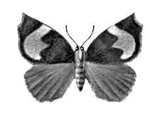 Большая Советская Энциклопедия (БА) i009-001-221246141.jpg