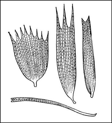 Большая Советская Энциклопедия (БА) i009-001-221837902.jpg
