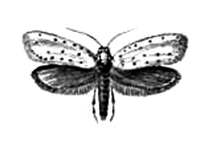 Большая Советская Энциклопедия (БА) i009-001-241010846.jpg