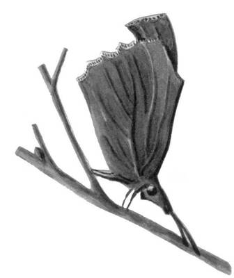 Большая Советская Энциклопедия (БА) i010-001-248071309.jpg