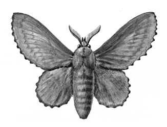 Большая Советская Энциклопедия (БА) i010-001-261938411.jpg