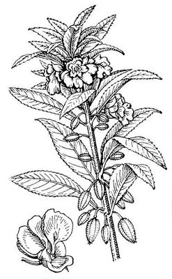 Большая Советская Энциклопедия (БА) i010-001-249265146.jpg