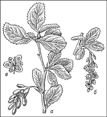Большая Советская Энциклопедия (БА) i010-001-282991679.jpg