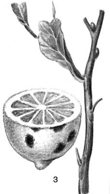 Большая Советская Энциклопедия (БА) i010-001-279093906.jpg