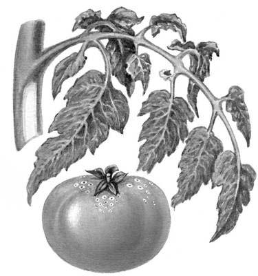 Большая Советская Энциклопедия (БА) i010-001-283488184.jpg