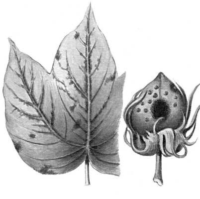 Большая Советская Энциклопедия (БА) i010-001-284111003.jpg
