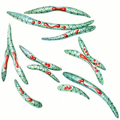 Большая Советская Энциклопедия (БА) i010-001-250515883.jpg