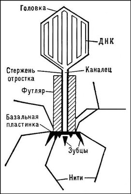 Большая Советская Энциклопедия (БА) i010-001-278062236.jpg