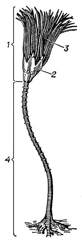 Большая Советская Энциклопедия (БЛ) i009-001-229477926.jpg