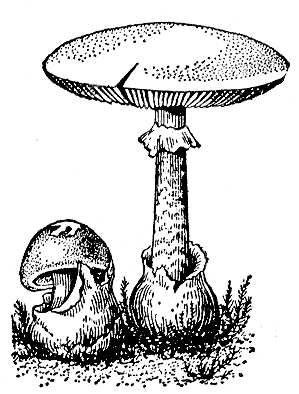Большая Советская Энциклопедия (БЛ) i009-001-221214866.jpg