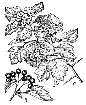 Большая Советская Энциклопедия (БО) i009-001-235924965.jpg