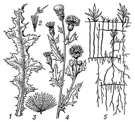 Большая Советская Энциклопедия (БО) i009-001-234668659.jpg