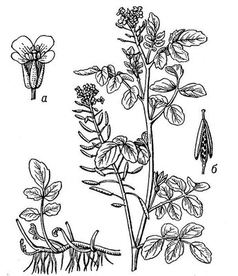 Большая Советская Энциклопедия (БР) i009-001-207526167.jpg