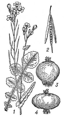 Большая Советская Энциклопедия (БР) i008-pictures-001-288997412.jpg