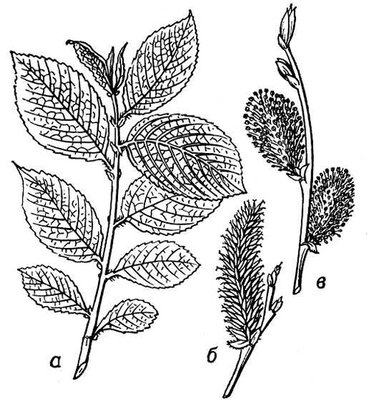 Большая Советская Энциклопедия (БР) i009-001-243020451.jpg