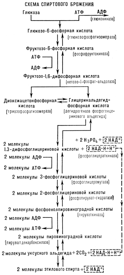 Большая Советская Энциклопедия (БР) i-images-177517995.png