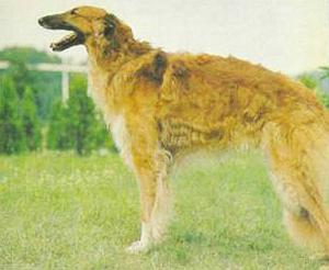 Атлас пород собак i_113.jpg