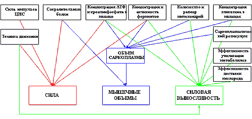 Думай! Или 'Супертренинг' без заблуждений any2fbimgloader15.png