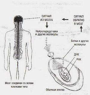 Параллельные жизни и колебания квантового поля _13.jpg