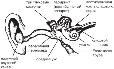 Как вылечить заболевания ушей травами _01.png
