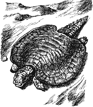 В дебрях времени. Палеонтологическая фантазия i_035.png