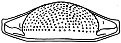 Другая история науки. От Аристотеля до Ньютона i_060.png