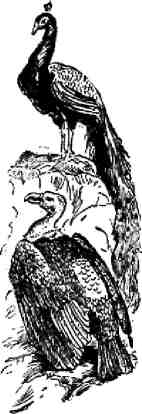 Хитопадеша (сборник) (с илл.) img_104.jpg