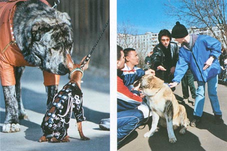 Лечебная кинология. Теоретические подходы и практическая реализация (с илл.) pic_34.jpg