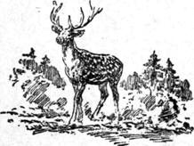 Рожок зовет Богатыря image003.jpg