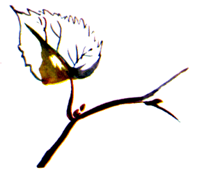 Байкала-озера сказки Том II  разд.1 i_091.png