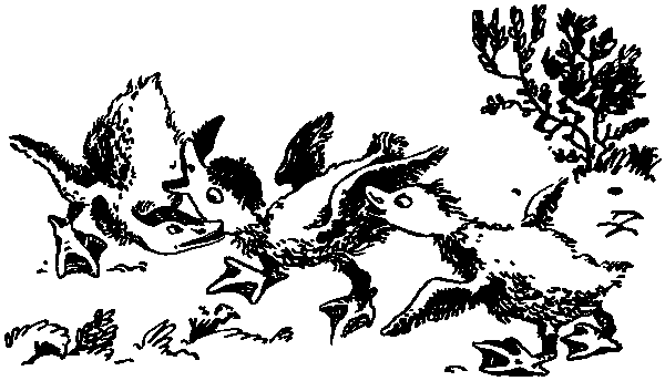 Летящие к северу pic31.png