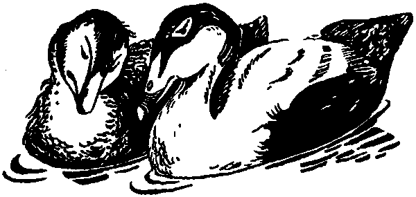 Летящие к северу pic49.png
