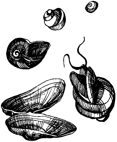 Летящие к северу pic13.png