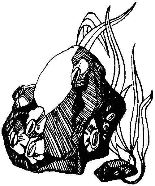 Летящие к северу pic15.png