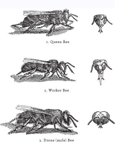 The Bees _1.jpg