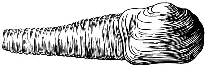 Опасные морские животные i_039.png