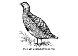Охота по перу i_019.jpg