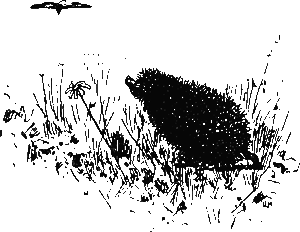 Хруп. Воспоминания крысы-натуралиста (с илл.) i_123.png